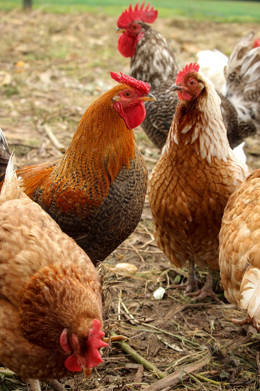 http://chickens,%20roosters,%20farm,%20bird,%20animal,%20poultry,%20hen,%20fowl,%20chicken,%20rooster,%20nature,%20brown%20farm,%20brown%20chicken