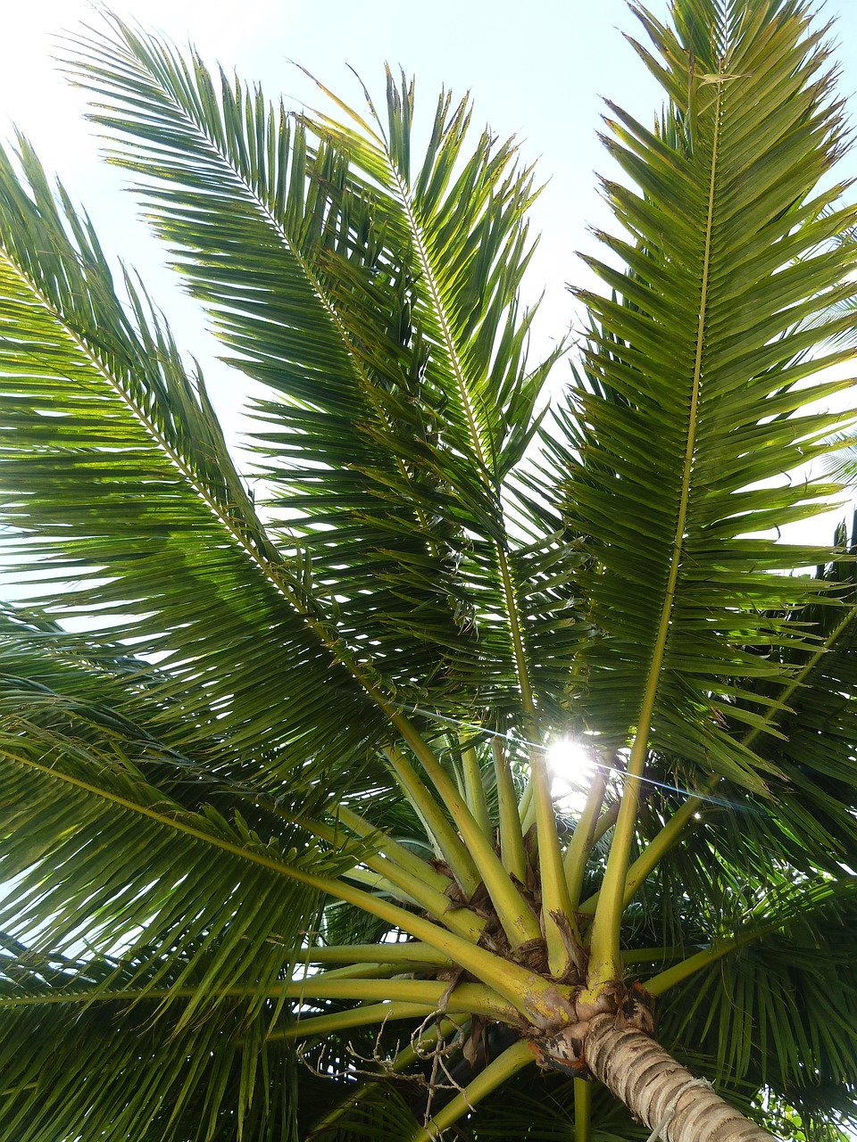 http://palm%20tree,%20coconut%20tree,%20tropical