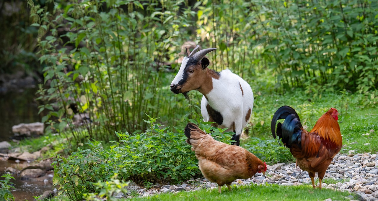 goat, chickens, deer park, mammal, wildlife, ruminant, zoo, animals