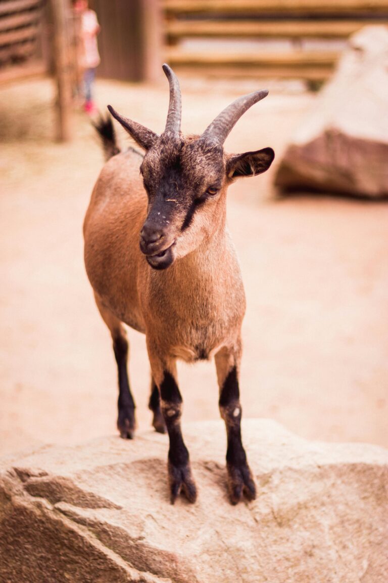 http://A%20detailed%20close-up%20portrait%20of%20a%20goat%20standing%20on%20a%20rock%20at%20Dortmund%20Zoo,%20showcasing%20its%20natural%20beauty.