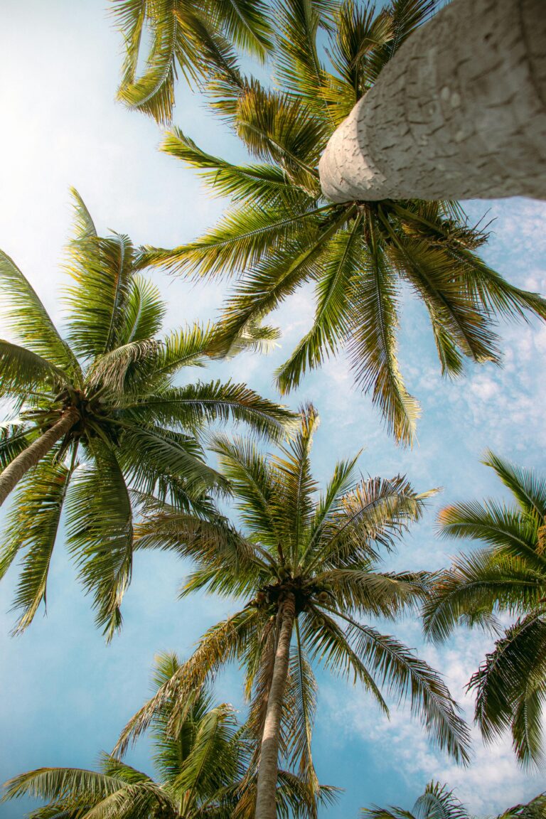 http://Looking%20up%20at%20tall%20coconut%20palm%20trees%20against%20a%20clear%20blue%20sky%20in%20summer.