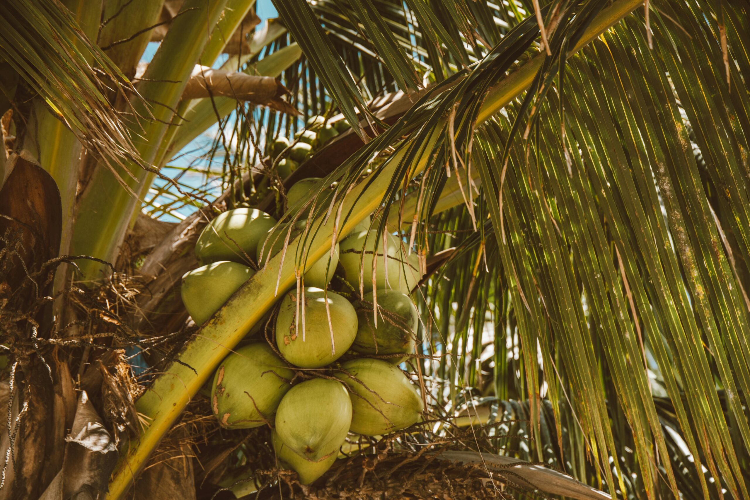 http://Lush%20green%20coconuts%20on%20a%20vibrant%20palm%20tree%20in%20sunny%20Hawaii,%20highlighting%20tropical%20nature.