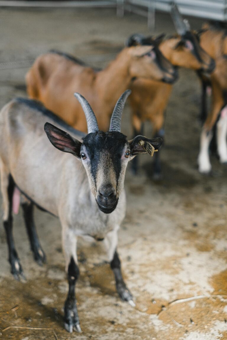 http://A%20close-up%20of%20a%20goat%20with%20horns%20and%20ear%20tag,%20standing%20in%20a%20barn%20with%20other%20goats.